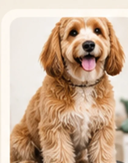 Större nyklippt hund